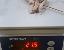 Râu mực xiên que