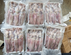 MỰC ỐNG TRỨNG 20-25 CON/KG -  100% CÓ TRỨNG - ĐỦ KG 