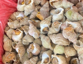 ỐC BULOT ANH QUỐC SIZE 20-30G