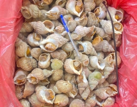 ỐC BULOT ANH QUỐC SIZE 20-30G