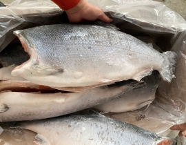 Cá hồi nguyên con coho aqua 9-10 Lbs