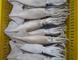 MỰC ỐNG ILEX LOẠI GÒN SIZE 200-300G TỪ HÀNG  NHẬP KHẨU