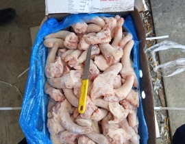 ĐUÔI HEO TONNIES CẮT NGẮN