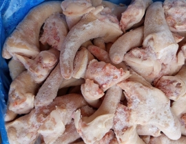 ĐUÔI HEO TONNIES CẮT NGẮN
