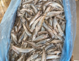 Cá trứng canada 51-55 cont tháng 3/2026 thùng 10kg