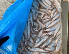 Cá trứng canada 51-55 cont tháng 3/2026 thùng 10kg