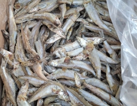 CÁ TRỨNG DẠT NGUYÊN CON ĐÔNG RỜI