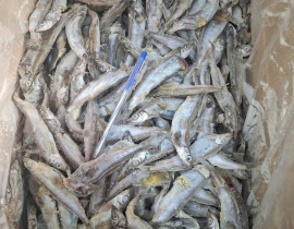 CÁ TRỨNG DẠT NGUYÊN CON ĐÔNG RỜI