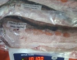 Thác lác kim sa size 3 con
