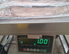 Thác lác kim sa size 3 con