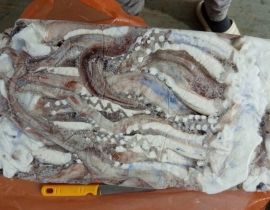 ĐẦU RÂU MỰC KHỔNG LỒ (  RÂU MỰC TƯƠI ĐẠI DƯƠNG ) LÔ 17.6.26