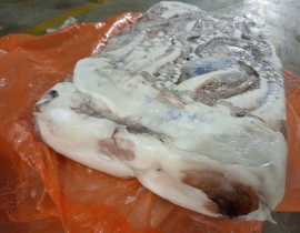 ĐẦU RÂU MỰC KHỔNG LỒ (  RÂU MỰC TƯƠI ĐẠI DƯƠNG ) LÔ 17.6.26