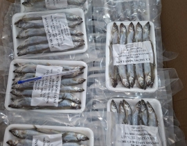 CÁ TRỨNG SIÊU TRỨNG VỈ 200G ĐỦ KG