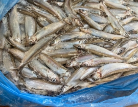 CÁ TRỨNG CANADA THÙNG XÁM SIZE 65+ THÙNG 20KG LÔ NHẬP NGÀY 20/05/2026
