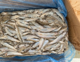 CÁ TRỨNG CANADA THÙNG XÁM SIZE 65+ THÙNG 20KG LÔ NHẬP NGÀY 20/05/2026