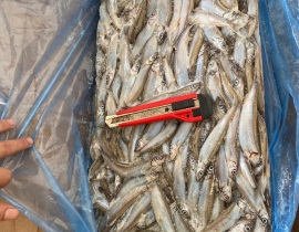 CÁ TRỨNG CANADA THÙNG XÁM SIZE 65+ THÙNG 20KG LÔ NHẬP NGÀY 20/05/2026