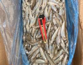 CÁ TRỨNG CANADA THÙNG XÁM SIZE 65+ THÙNG 20KG LÔ NHẬP NGÀY 20/05/2026