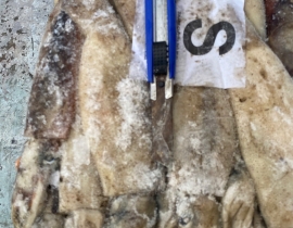 MỰC ỐNG INDO 200-300 LÔ NHẬP NGÀY 27/04/2026