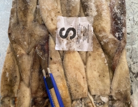 MỰC ỐNG INDO 200-300 LÔ NHẬP NGÀY 27/04/2026