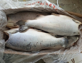 CÁ HỒI CHILE COHO CẮT KHOANH 1 CM