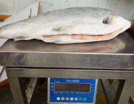 CÁ HỒI CHILE COHO CẮT KHOANH 1 CM