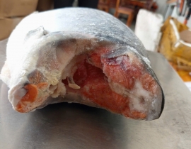 CÁ HỒI CHILE COHO CẮT KHOANH 1 CM