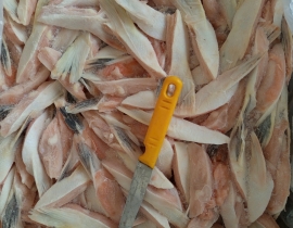 Vây balan nhập khẩu to đỏ đẹp 20kg