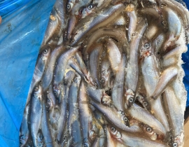 CÁ TRỨNG CANADA THÙNG XÁM SIZE 51-55. THÙNG 9KG 