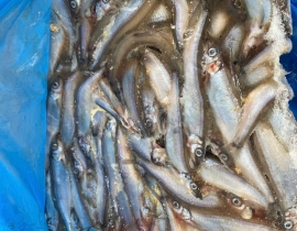 CÁ TRỨNG CANADA THÙNG XÁM SIZE 51-55. THÙNG 9KG 