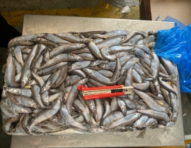 CÁ TRỨNG CANADA THÙNG XÁM SIZE 51-55. THÙNG 9KG 