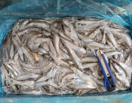 CÁ TRỨNG CANADA THÙNG XÁM SIZE 51-55. THÙNG 9KG 