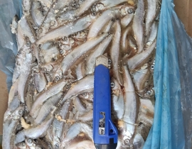 CÁ TRỨNG CANADA THÙNG XÁM SIZE 51-55. THÙNG 9KG 