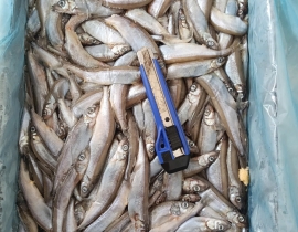 CÁ TRỨNG CANADA THÙNG XÁM SIZE 51-55. THÙNG 9KG 