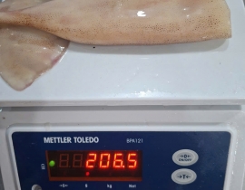 MỰC ỐNG LÀM RUỘT CÒN DA (ĐỎ BỤNG) LÔ NHẬP NGÀY 29/04/2026