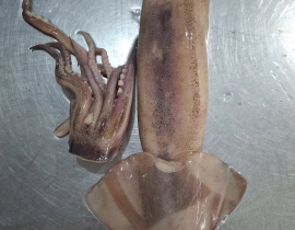 MỰC ỐNG LÀM RUỘT CÒN DA (ĐỎ BỤNG) LÔ NHẬP NGÀY 29/04/2026