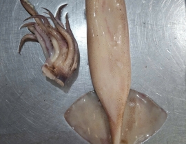 MỰC ỐNG LÀM RUỘT CÒN DA (ĐỎ BỤNG) LÔ NHẬP NGÀY 29/04/2026