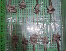 RÂU MỰC ILEX XIÊN QUE LOẠI 1