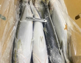 CÁ CAM NHẬT 6 CON THÙNG 15 KG