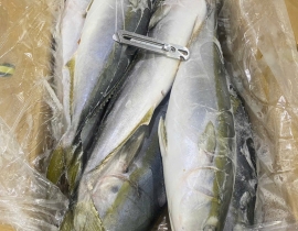 CÁ CAM NHẬT 6 CON THÙNG 15 KG