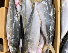CÁ CAM NHẬT 6 CON THÙNG 15 KG