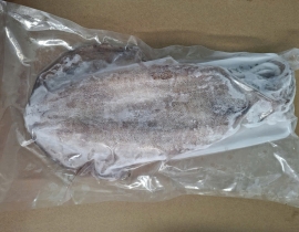 MỰC LÁ VIỆT NAM SIZE 500UP IQF ĐỦ KG LÔ NHẬP 14/04/2026