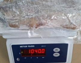 MỰC LÁ VIỆT NAM SIZE 500UP IQF ĐỦ KG LÔ NHẬP 14/04/2026