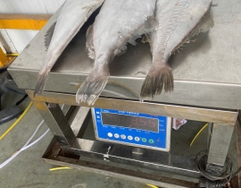 CÁ BÒ DA NHẬP KHẨU 1000-1500G ĐỦ KG 