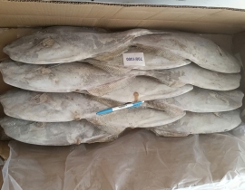 CÁ BÒ DA NHẬP KHẨU 1000-1500G ĐỦ KG 