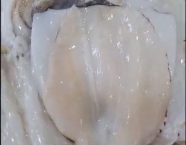 Mực lá làm sạch chẻ bụng