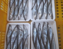 CÁ TRỨNG 8 CON CÁI 100% TRỨNG LÔ NHẬP NGÀY 28/06/2026