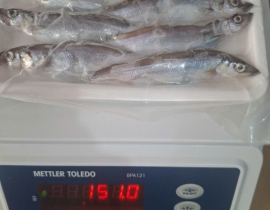 CÁ TRỨNG 8 CON CÁI 100% TRỨNG LÔ NHẬP NGÀY 28/06/2026