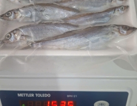 CÁ TRỨNG 8 CON CÁI 100% TRỨNG LÔ NHẬP NGÀY 28/06/2026