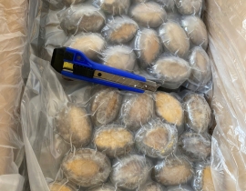 BÀO NGƯ NGUYÊN CON (THÙNG TRẮNG XANH) CONT NGÀY 12/04/2026