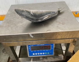 CÁ CAM NHẬT UENO 700-1200. THÙNG 15KG